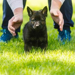 German Shepherd Puppies from Faoladh German Shepherds