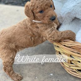 Border Collie and Goldendoodle Puppies from That’s My Doodle
