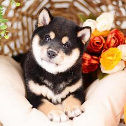 Kenji - Black and Tan Boy - Black and tan male Shiba Inu puppy in Neosho, Missouri from Sunny Terrace Shibas