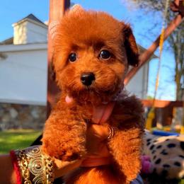 COOKIE - Red female Maltipoo puppy in Sugar Land, Texas from Celebrity Maltipoos