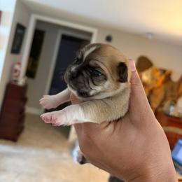 Benjamin - Black sabled fawn male Chihuahua puppy in Eustis, Florida from Chichianna's Legacy