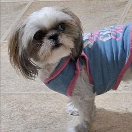 Lucy - Shih Tzu