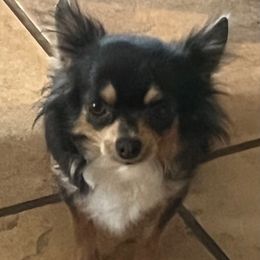 Chili - Chihuahua