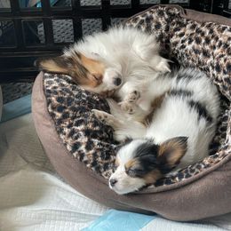 Papillon Puppies from SMK's Papillons
