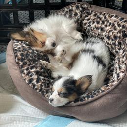 Papillon Puppies from SMK's Papillons