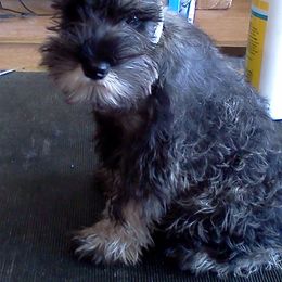 Miniature Schnauzer Puppies from Starbound Miniture Schnauzer's