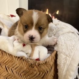 Daisy 🦆 - Red female Pembroke Welsh Corgi puppy in Washington from KB Corgis