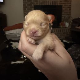 Macaroon - Orange female Pomeranian puppy in Bethel, Ohio from J&A Poms