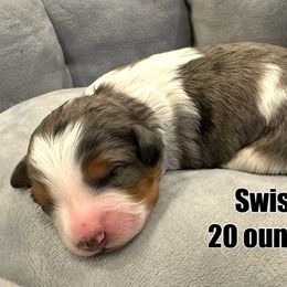 Swiss - Blue merle Bernedoodle puppy in Washougal, Washington from Sandy Creek Bernedoodles