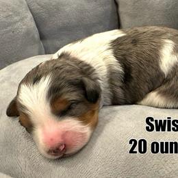 Swiss - Blue merle Bernedoodle puppy in Washougal, Washington from Sandy Creek Bernedoodles