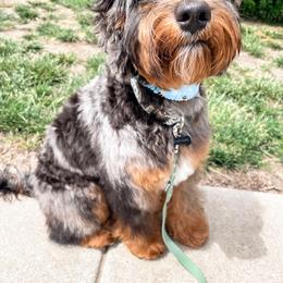 Oliver - Australian Labradoodle
