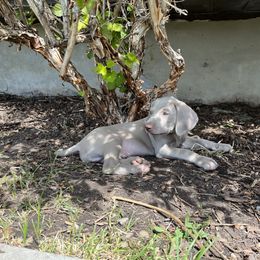 "Spruce" Weimaraner Puppies from Baird Weims - AKC registered