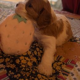 Dua - Blenheim female Cavapoo puppy in Newport, North Carolina from Crystal Coast Cavapoodles