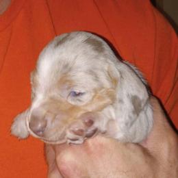 Byrde - Dapple female Dachshund puppy in Bigfork, Minnesota from Long Ears and Long Dogs Ranch