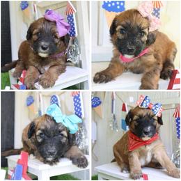 2 girl - Wheaten female Whoodle puppy in Smallett, Missouri from Leshas Whoodles