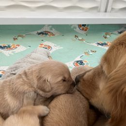 Golden Retriever Puppies from Fox Hill Goldens & Smooth Fox Terriers