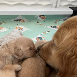 Golden Retriever Puppies from Fox Hill Goldens & Smooth Fox Terriers