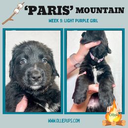 Pairs Mountain - female Golden Mountain Dog puppy in Boiling Springs, South Carolina from OlliePups, LLC
