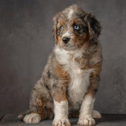 Nova - Blue merle female Aussiedoodle puppy in Germantown, Ohio from Doodle Patch Farm
