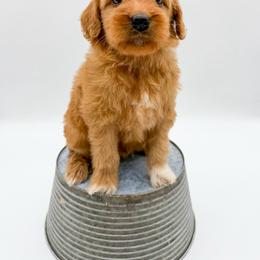 Snickers - Red  male Goldendoodle puppy in Sunman, Indiana from Brunsman Country Doodles LLC