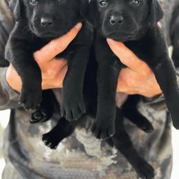 Labrador Retriever Puppies from Holyoke Kennel