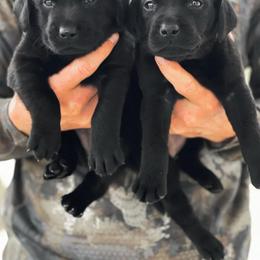 Labrador Retriever Puppies from Holyoke Kennel