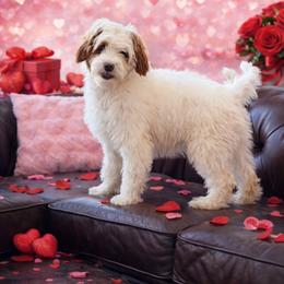 Boy 3 - male Australian Labradoodle puppy in Florence, New Jersey from Royal Manor Labradoodles