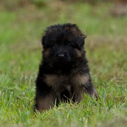 Malachite - Black and red male German Shepherd puppy in Windsor, South Carolina from Sinister Shepherds