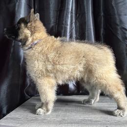 Belgian Tervuren Puppies from Baulerschmidt Belgians