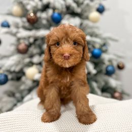 Linus - Caramel red male Australian Labradoodle puppy in Palmdale, California from Pixie Doodle Paws