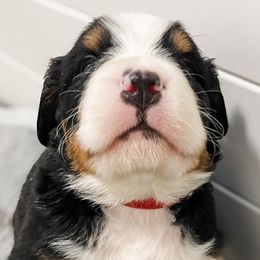 Bernedoodle and Bernese Mountain Dog Puppies from MI Doodles