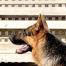 Trouble - German Shepherd