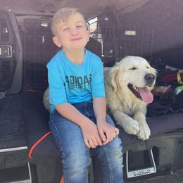 Snow - Golden Retriever