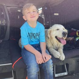 Snow - Golden Retriever