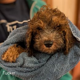 Tucker - Brown male Cockapoo puppy in Sunset, Louisiana from Cano Cockapoos