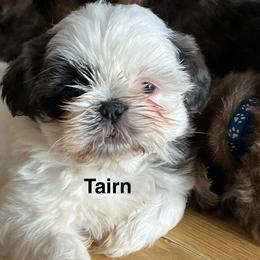 Hermes - Blue and white male Shih Tzu puppy in Bloomfield, Indiana from Meihem Pups