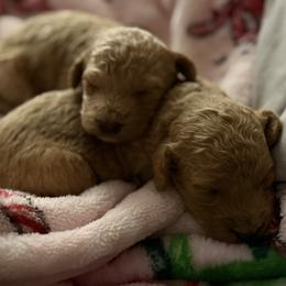 Cavapoo, Poodle, and Sheepadoodle Puppies from Oregon Poodle Oodle Doodles