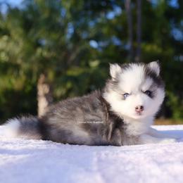 Miles - Black and white male Pomsky puppy in Loxahatchee, Florida from Cardinal Point Pomskies