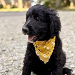 Daisy (Yellow) - Black and white female Bernedoodle puppy in Noblesville, Indiana from NOB Bernedoodles