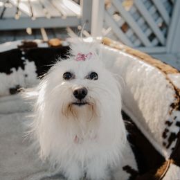 Maddie - Coton de Tulear