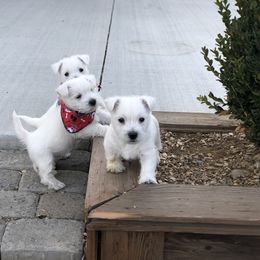 Shihpoo, Shih Tzu, and West Highland White Terrier Puppies from Westie Way & Polly Tzu Shih tzu and more
