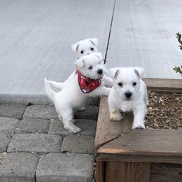 Shihpoo, Shih Tzu, and West Highland White Terrier Puppies from Westie Way & Polly Tzu Shih tzu and more
