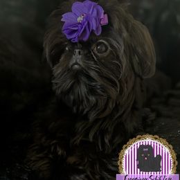 Caviar - Shih Tzu
