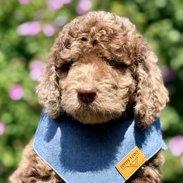 Davidson 'Davey' - Merle male Goldendoodle puppy in Dayton, Ohio from Perks Court Doodles