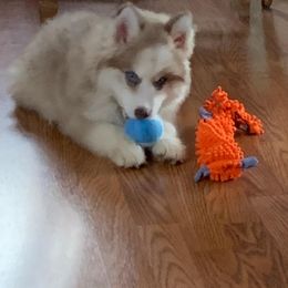 Siberian Husky Puppies from Husky Hotel