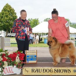 Tatiana - Chow Chow