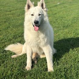 Armani - White male Berger Blanc Suisse puppy in Chestnut, Illinois from Fireside Fernweh