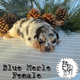 Gladys - Blue merle female Miniature Australian Shepherd puppy in Jaroso, Colorado from Heaven Sent Aussies