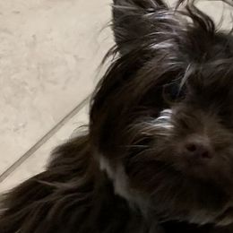 Yorkshire Terriers from All Star Yorkies