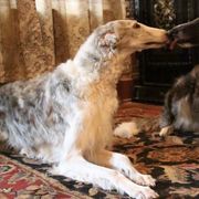 Borzois from HowlinWolf Borzoi